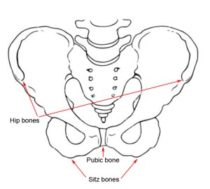 Bones of the pelvis